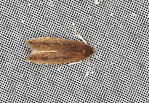 Limnaecia phragmitella